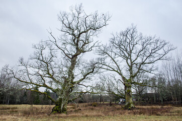 Old oak with a cavity, Rumba, Latvia