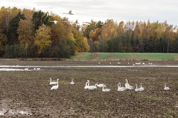 Swarm of swans in the field.