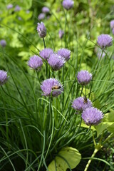 flowers in the garden