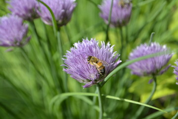 bee on a flower