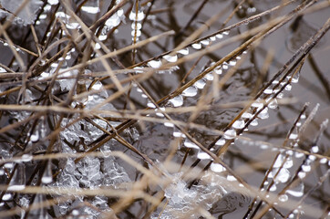 Frozen drops of water on the branches above the river.