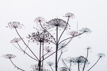 Silhouette of a hogweed flowers.