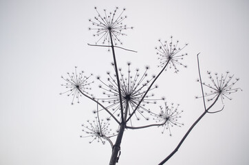 Silhouette of a hogweed flowers.