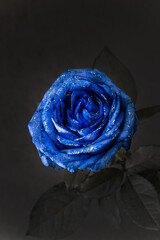 青い薔薇　Blue rose flower photo for background 