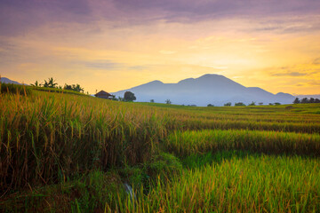 Fototapeta na wymiar landscape view The vast expanse of yellow rice fields in the morning with the beautiful red blue sky in Indonesia
