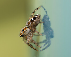 Macro shot of the side of a jumping spider