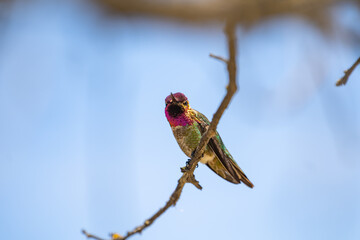 Green hummingbird with red sparkling head sits on a branch. 