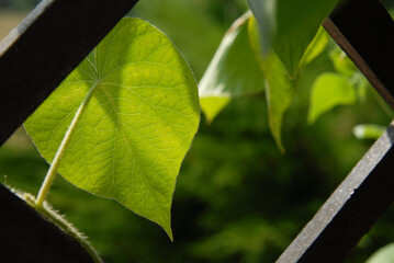green leaf