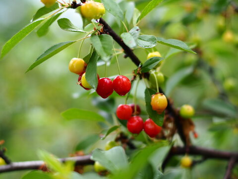 Sweet cherry, first fruits, natural background
