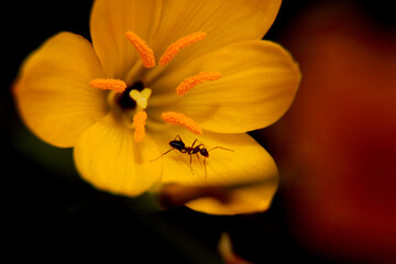 Beautiful Yellow Flower And Small Black Ant. 