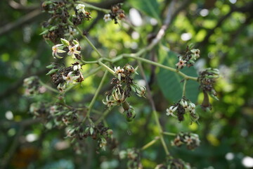 Cashew flower with a natural background
