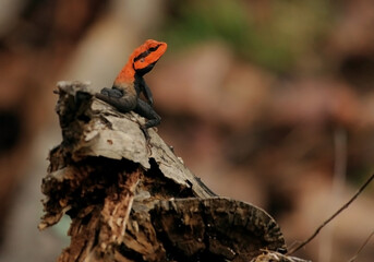 Oriental Garden Lizard. Maharashtra State. India. Nat Geo India.  