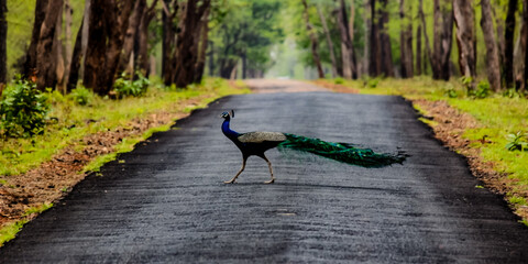 Indian Beautiful Peacock. Bird Photography. Wildlife 