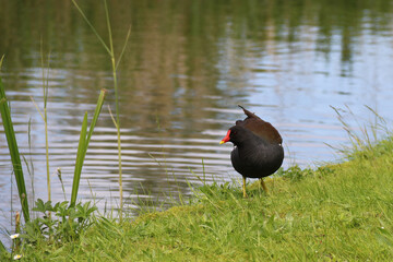Teichralle im Gras am Teichufer