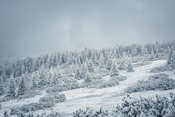 Snowy forest on a hill, Tatra Mountains, Poland. Tall fir trees and small bushes of dwarf mountain pines on a dark winter day. Selective focus on the plants, blurred background.
