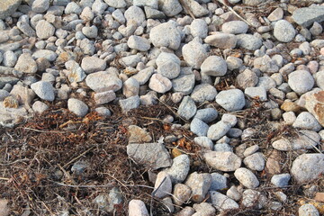 rocks on the foreshore