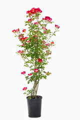 climbing rose in studio