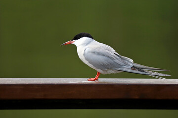 Seagull sitting on a wooden railing on water background