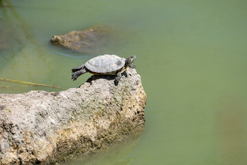 Fototapeta premium Red-eared turtle (Trachemys scripta elegans) resting on a rock in Lake Elizabeth 
