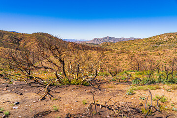 The desert landscape begins to recover from the fire 