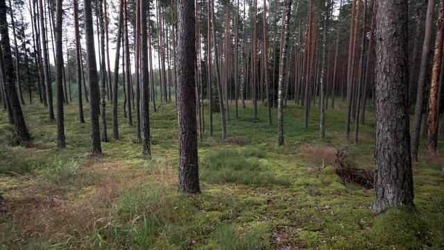 First person view of the summer pine forest. Walking slowly in the woods among the pines. Shades from the trees play on the green forest floor. Beautiful Lithuania nature.
