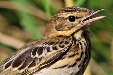 Baumpieper (Anthus trivialis)