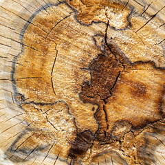 texture wood cut close-up