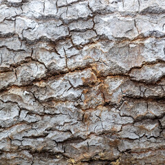 tree bark texture