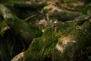 Beautiful interlacing of trees. Bark Tesxtura. Mysterious forest background.