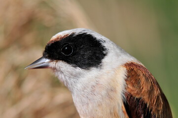 Beutelmeise (Remiz pendulinus)