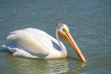 Fototapeta na wymiar Pelican swims in the lake. Wildlife photography.