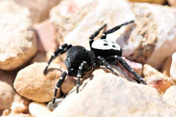 Eresus cinnaberinus