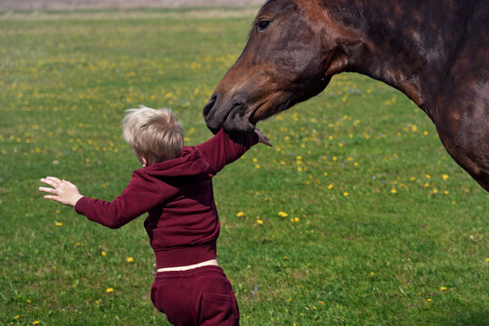 Child and horse on farm grazing. The horse bites the child. The child is trying to avoid a horse bite.