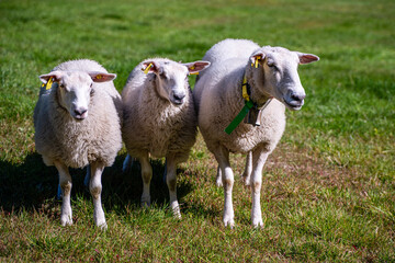 Sheep, Jostedalsbreen Nationalpark, Norway