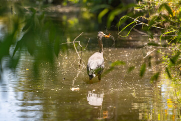 Great gray heron (Ardea cinerea) holds a crayfish in its beak.