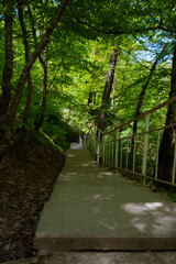 A path with steps in the forest. Nature and tourism in summer and autumn.