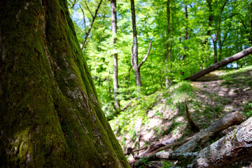 Beautiful interlacing of trees. Bark Tesxtura. Mysterious forest background.