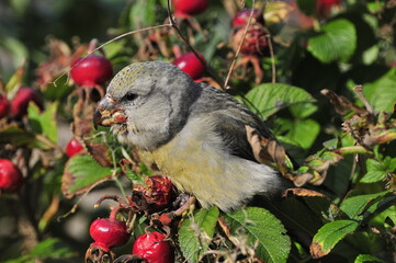 Kiefernkreuzschnabel (Loxia pytyopsittacus)