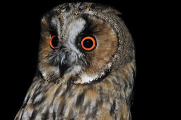 Waldohreule (Asio otus)