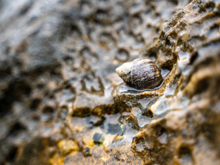 Snail, Godøy maelstrom picnic, Fv17, Saltstraumen, Norway