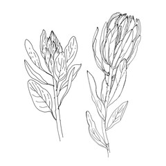 Protea Vector sketch of flowers by line on a white background. Decor