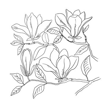 Magnolia. Vector sketch of flowers by line on a white background. Decor