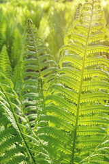 Fern fresh green leaves background.