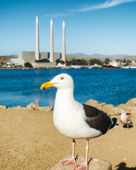 Morro Bay, California, USA - May 27, 2021 Seagull on the beach. Close up portrait of bird, Morro Bay State Park, California