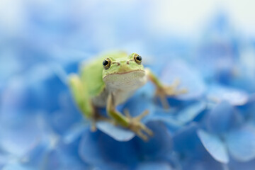 紫陽花とアマガエル