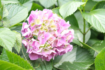 あじさい 紫陽花 アジサイ ピンク 紫 美しい 綺麗 優美 かわいい 淡い 花びら 葉っぱ 6月