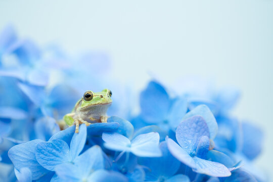 紫陽花とアマガエル