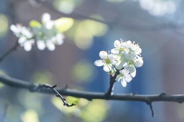 delicate flowers of an apple tree in spring on a bluish background