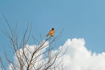 Close-up of a Kestrel bird of prey sits in the top of a bare tree. Against a dramatically blue and white colored sky