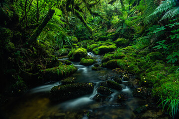 Lush green rain forest